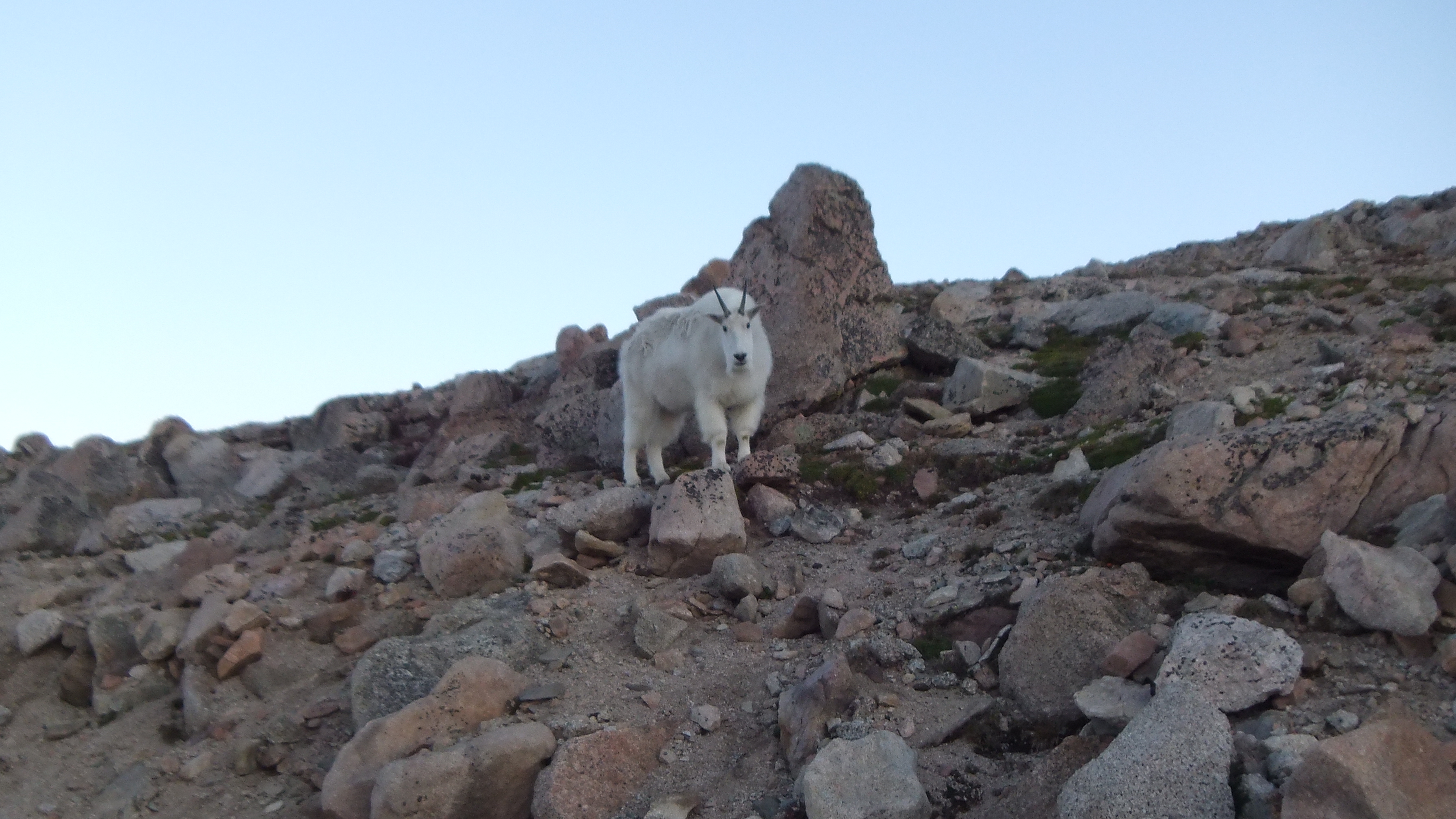 Wild Mountain Goat on Mt. Evans in Colorado